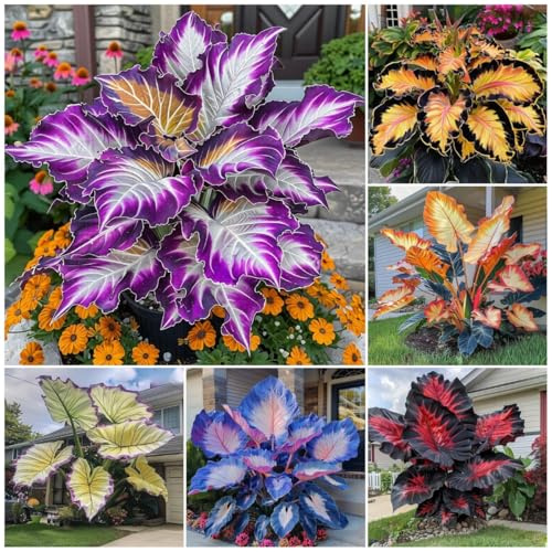 310+ Mixed Color Hosta Seeds for Planting Outdoors – Perennial Shade-Tolerant Foliage Plants with Heart-Shaped Leaves, Rich Texture and Strong Seasonal Presence