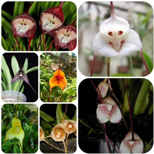 orchidea scimmia - Decorazioni giardino per esterni giardino di interno balcone insoliti Arredamento del soggiorno con 225semi