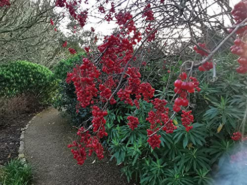 Viburnum betulifolium Birchleaf Viburnum Flowering Shrub Showy Fruits in Winter 10-15cm