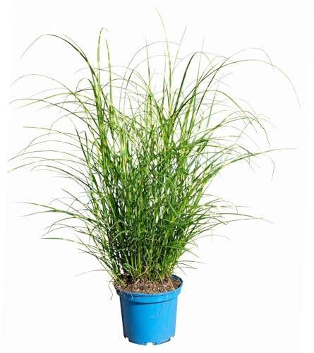 Bio Zebragras 'Little Zebra', Topf 3 Liter
