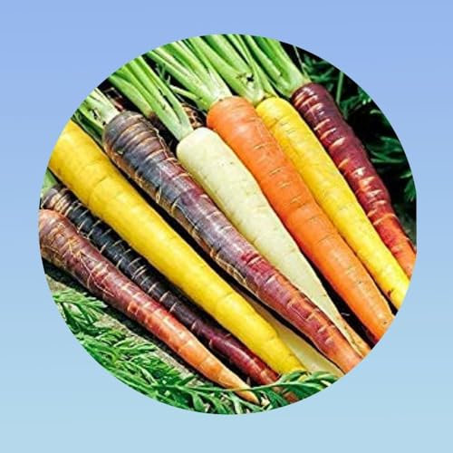 graines de carotte arc en ciel - 500 graines carotte multicolore - violet orange blanche jaune - carrot Rainbow