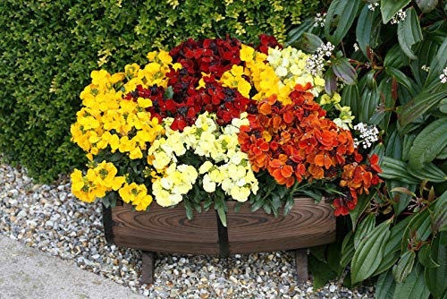 WallFlower 'Persian Carpet' Approx 150 Seeds Biennials, Bedding Plant