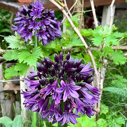 semillas de lirio agapanthus, para balcón, agapanto en resistentes al exterior, primavera de silvestres, 200pcs