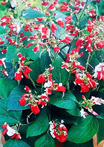 Runner Bean 'Hestia' Samen - Feuerbohne
