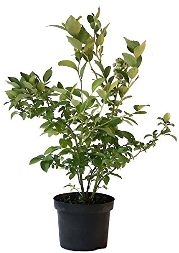 Heidelbeere Northland robuste Blaubeere Vaccinium corymbosum 40-60 cm groß inkl. 3 Liter Topf