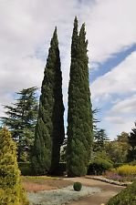 Semi italiano Cypress (Cupressus sempervirens), 25 semi