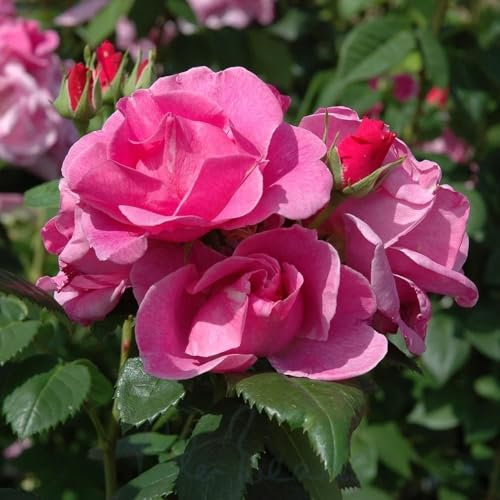 Peter Beales Roses UK Lucky! Floribunda Bush Rose, Lilac-Pink, 90cm Height, Fragrant, Award-Winning