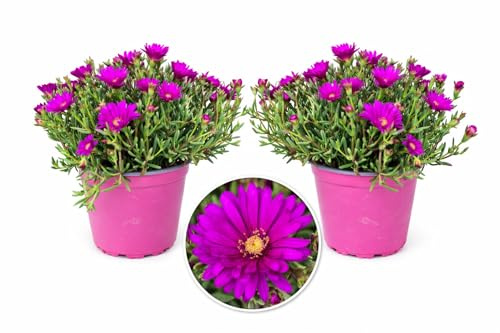 POWERS TO FLOWERS - MESEMBRIANTEMO FUCSIA, VASO 14CM, 2PIANTE, piante vere
