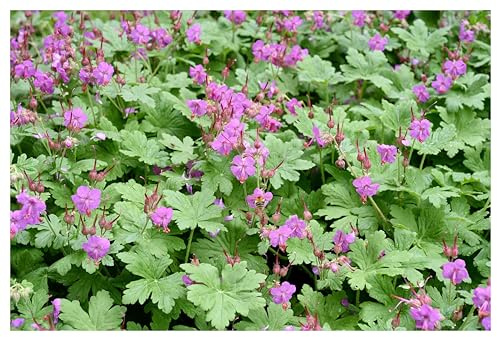 Stauden Gänge 10 x Geranium macrorrhizum 'Bevan's Variety' (Winterhart/Stauden/Staude/Mehrjährig/Immergrün/Bodendecker) Balkan Storchschnabel - Blühfreudiger Bodendecker mit Duftbonus
