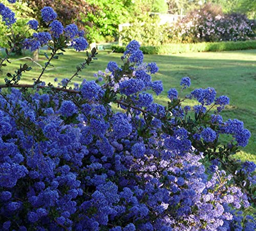 Ceanothus Blue Sapphire Californian Lilac Hardy Shrub Evergreen Low Maintenance Bees Blue Flowers 1x 9cm Potted Plant Supplied by Thompson and Morgan (1)