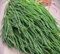 30 graines de légumes frais Agretti