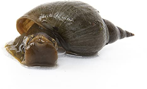Lincolnshire Pond Plants Ltd - 2 x Lymnaea Stagnalis (Greater Pond Snail) - Fish or wildlife pond and bog aquatic plants