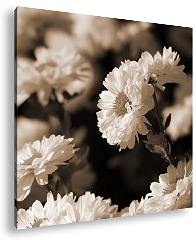 deyoli blühendweiße Chrysanthemen Effekt: Sepia; Format: 70x70 als Leinwandbild, Motiv fertig gerahmt auf Echtholzrahmen, Hochwertiger Digitaldruck, Kein Poster oder Plakat