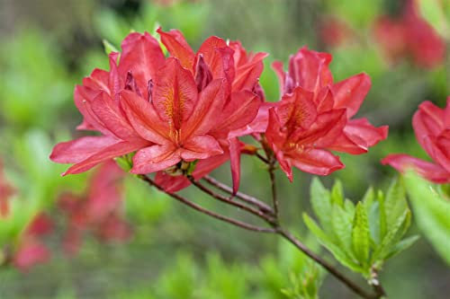 Rhododendron luteum 'Tunis' 30-40 cm – Winterhart, Mehrjährig, Pflegeleicht – Azalee – Zierstrauch für Garten & Beet