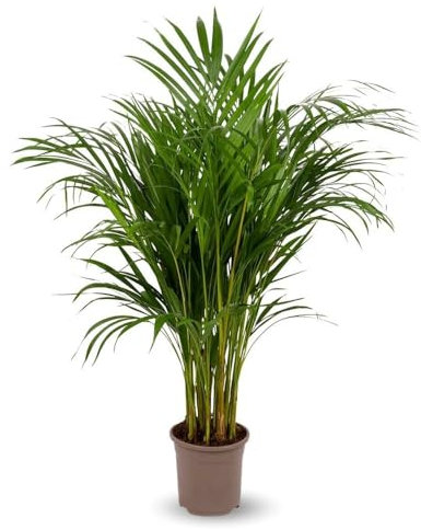 Attitude Jardin - Areca - dypsis lutescens - palmier d'intérieur - 100-110 cm - ⌀ 19 cm - purificateur d'air