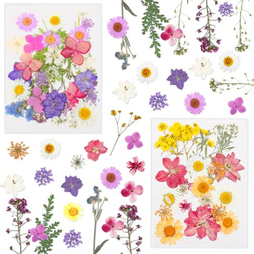 Druuzyl 64 pièces Fleurs pressées, Fleurs séchées Naturelles pour Le Bricolage, Set de décoration Premium pour Bougies/résine/Pinces à Cheveux/Scrapbooking, Feuilles Mixtes & pâquerettes
