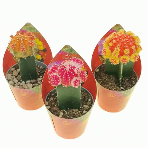 Set di 3 piante grasse vere da collezione in vasi diam. 6.5 cm-Gymnocalycium innesti