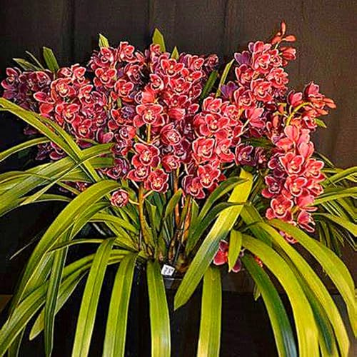 Cymbidium Facile Da Mantenere rari Crescita Rapida Bellissimo Giardino,(Steli grandi,senza semi,non artificiali)-3tuberi-G