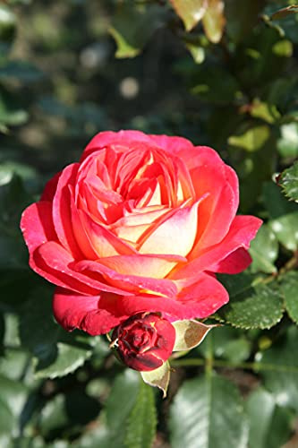 Beetrosen in vielen Sorten und Farben (Im 5 Liter Container, Midsummer)