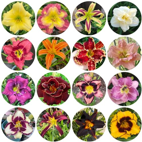 Taglilien, Hemerocallis fulva herbst deko winterharte garten kletterpflanzen steingartenpflanzen bodendecker blumensamen mehrjährig winterhart gartendeko für draußen kräuterpflanzen 800samen