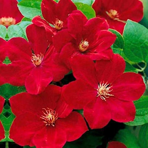 50 Bright Red Clematis Seeds Bloom Climbing Perennial Flowers Seed Flower Vine Climbing Perennial