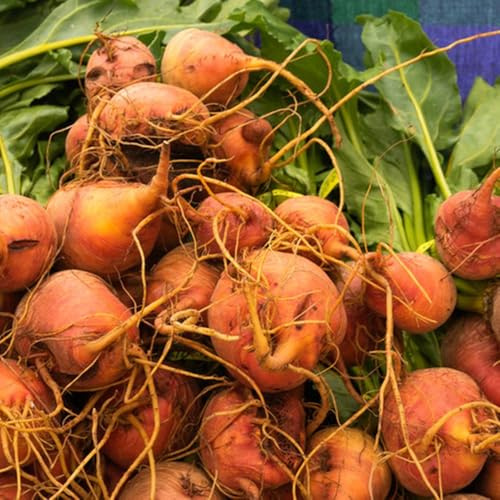 comprar semillas de remolacha azucarera camas elevadas para jardín de remolacha orgánica verdes de interior de Comprar 400pcs
