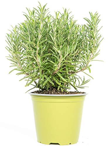 mgc24 Rosmarino, piante aromatiche fresche in vaso da 14 cm, rosmarinus officinalis, altezza ca. 20 cm