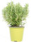 mgc24 Rosmarino, piante aromatiche fresche in vaso da 14 cm, rosmarinus officinalis, altezza ca. 20 cm