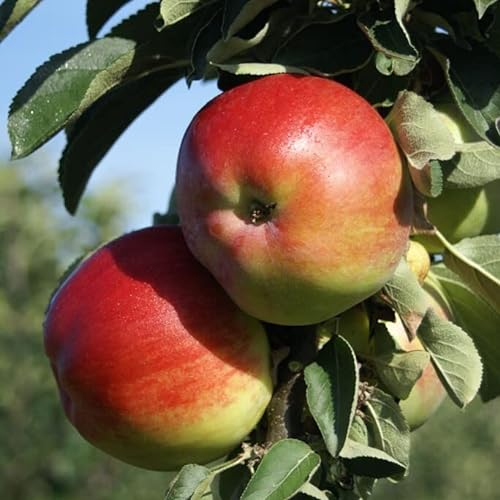 Säulenapfel 1a-plant Finn (S) Säulenapfel Apfelbaum ca. 80-120 cm 7,5 Liter Topfballen