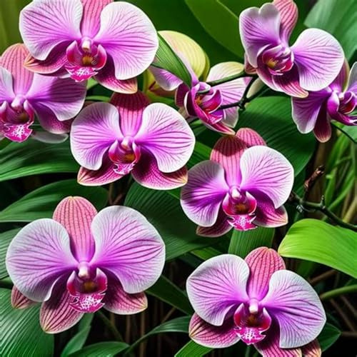 Cymbidium rizomi, colibrì orchids, rizomi di qualità, rizomi resistenti all'inverno, rizomi di orchidea cymbidium, 5 cipolle -C