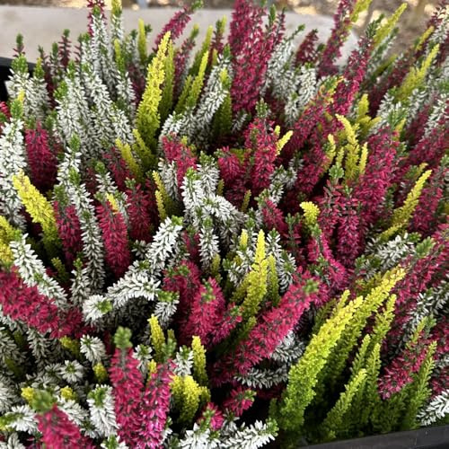 Semillas de brezo, resistentes para balcones juntos de balcón semillas de jardín de rocas resistentes arbustos en 85pcs