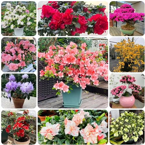 rhododendron - azalee - balkonpflanzen winterhart, wiesensaatgut azaleesamen blühende, wohnzimmer deko, gartendeko 85samen