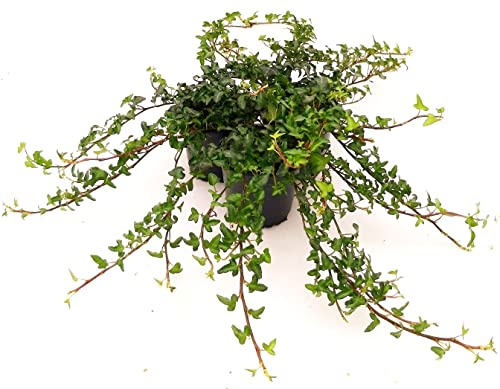 POWERS TO FLOWERS - EDERA VERDE A FOGLIA PICCOLA VASO 11CM, 3 PIANTE, piante vere