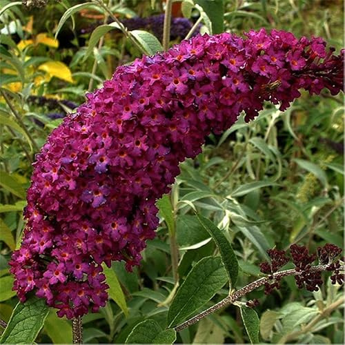 PIANTA DI BUDDLEJA IN VASO 18 CM ALBERO DELLA FARFALLA colori mix (MPN:Compatible with ROYAL RED;)