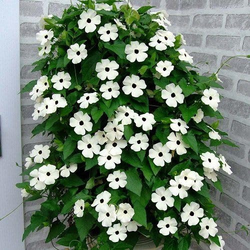 80 graines de fleurs de Thunbergia blanches