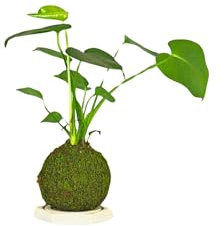 Kokedama Monstera Deliciosa - Realizzato a mano - Made in Italy - Pianta vera da interno (L)