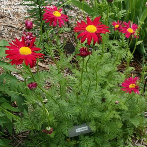 6 x Mutterkraut 'Robinson's Red' - Tanacetum Topf 9x9cm: Robuste Staude mit auffälligen roten Blüten