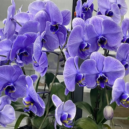 semillas de orquídea phalaenopsis - jardín balcón interior orgánicas 85pcs