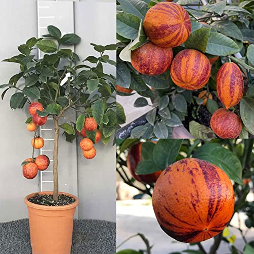 SAVINI VIVAI Pianta di Limone Albero Agrumi Limone Arcobal in Vaso da 20 cm Altezza 70 cm 2-3 Anni di innesto Made Italy