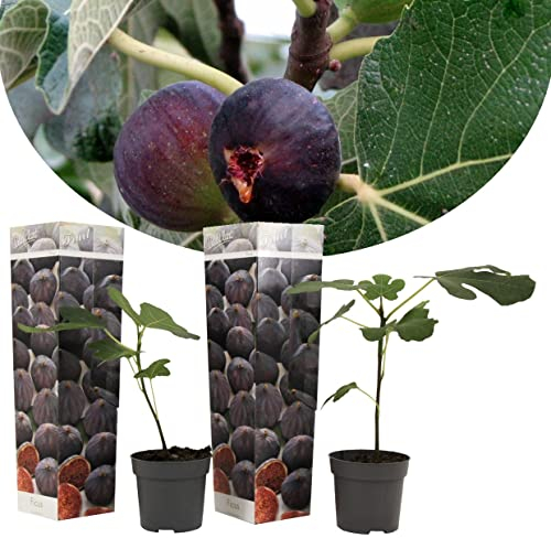 Plant in a Box - Ficus Carica Brown Turkey - Höhe 25-40cm - Junger Feigenbaum winterhart - 2er Set - Obstbaum für garten der balkon - Topf 9cm