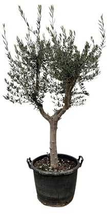 Ulivo – Olea europaea 'Cultivo' – ca. 220 cm di altezza – Ø 40 cm – albero grande mediterraneo – per giardino, terrazza e giardino d'inverno