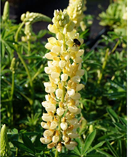 Leuchtend hellgelbe Blüten – Die Lupinus Polyphyllus-Hybride 'Kronleuchter' bildet auffällige, hellgelbe Blütenkerzen und setzt strahlende Akzente im Staudenbeet und Bauerngarten.