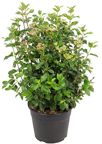 Lorbeer-Schneeball rosa-weiß - Viburnum tinus 'Eve Price' - Höhe ca. 55 cm, Topf-Ø 26 cm