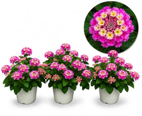 POWERS TO FLOWERS - LANTANA CAMARA ROSA INTENSO, 3 PIANTE, VASO 14CM, piante vere