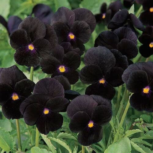 50 Seeds of Black Velvet Pansy - Viola Wittrockiana Crystal Clear Flowers Plant UK