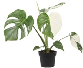 DECOALIVE Monstera Deliciosa Variegata Planta de Colección con Hojas Grandes y Bicolor