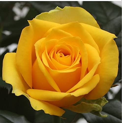 Rose - Patio Rose - 10.5cm (1, Yellow)