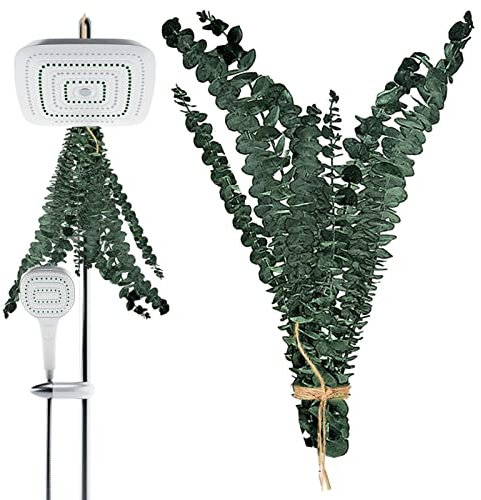 pologmase Branches D'eucalyptus Séchées, À Suspendre, Véritable GuirlanD'eucalyptus pour La, Lot Feuilles D'eucalyptus Naturelles Vivantes Et Aromatiques À Suspendre