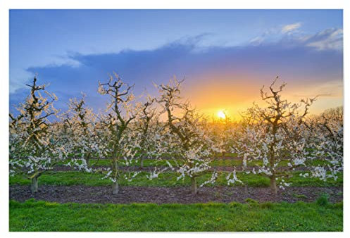 artboxONE Poster 150x100 cm Natur Blühende Apfelbäume im Frühling - Bild apfelbäume apfelbäume blüten