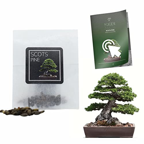 30 Scots Pine Bonsai Seeds | Pinus Sylvestris | Growing Guide | Grow Your Own Bonsai Tree | Bonsai Beginners and Enthusiasts